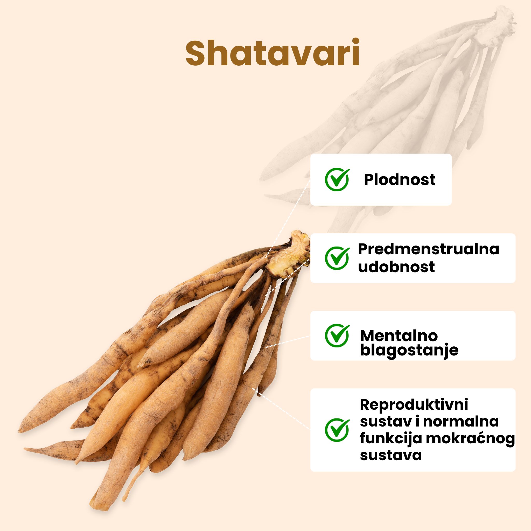 (Chorvatština) Shatavari
